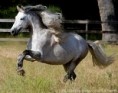 /album/fotogalerie-valasi/valach-2-jpg/